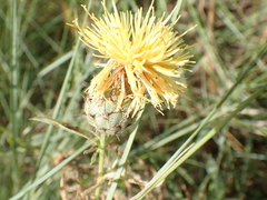 Centaurea collina