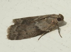 Oreana unicolorella