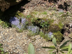 Houstonia serpyllifolia