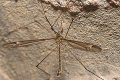 Tipula lateralis