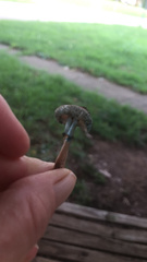 Leucoagaricus coerulescens