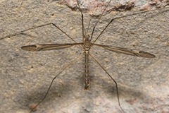 Tipula lateralis