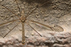 Tipula lateralis
