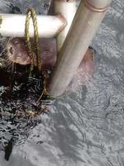Lontra provocax