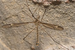 Tipula lateralis