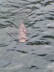Lontra provocax