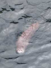 Lontra provocax