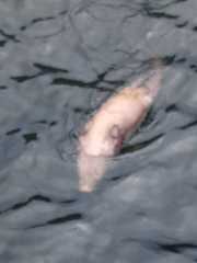 Lontra provocax