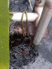 Lontra provocax