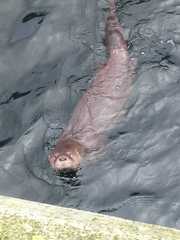 Lontra provocax