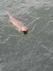 Lontra provocax