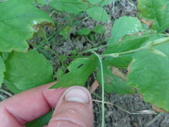 Leptocerus interruptus