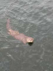 Lontra provocax