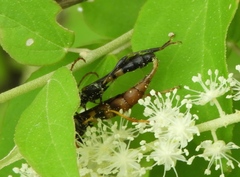 Odontocera aurocincta