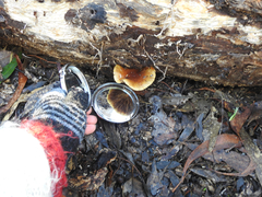 Cortinarius sinapicolor