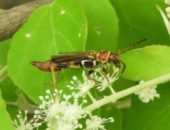 Odontocera aurocincta