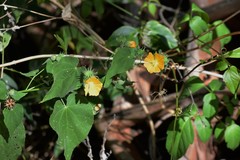 Abutilon permolle