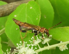 Odontocera aurocincta