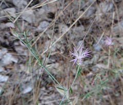 Centaurea aristata