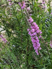 Lythrum salicaria