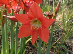 Hippeastrum reginae