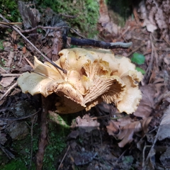 Cantharellus amethysteus