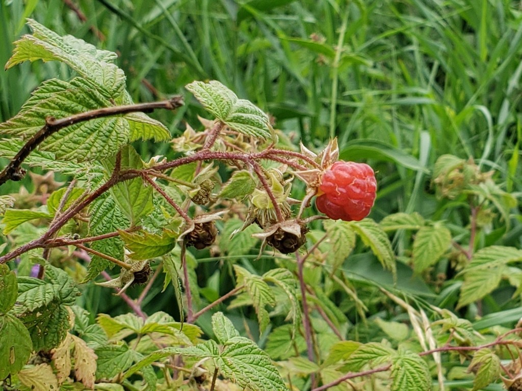 One red raspberry growing from a plant with green leaves