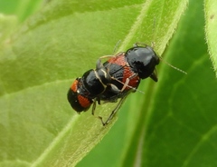 Griburius albilabris