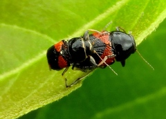 Griburius albilabris