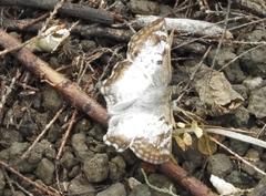Antigonus emorsa