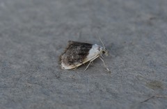 Lipocosmodes fuliginosalis