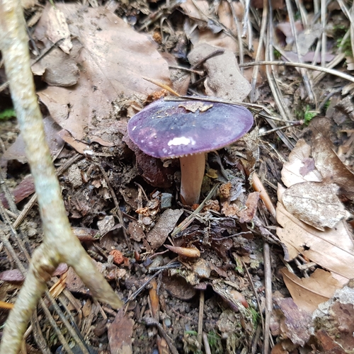 Representative image of Russula amoena