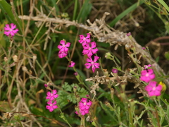 Silene scabriflora