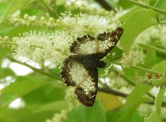 Antigonus emorsa