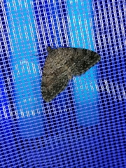Entephria caesiata