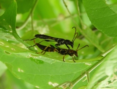 Odontocera aurocincta