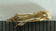 Crambus bidens