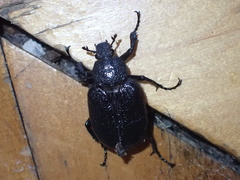 Osmoderma scabra