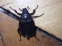 Osmoderma scabra