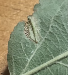 Phyllonorycter blancardella group