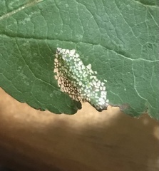 Phyllonorycter blancardella group