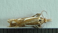 Crambus bidens
