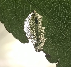Phyllonorycter blancardella group
