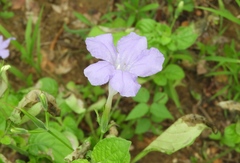 Ruellia intermedia