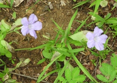 Ruellia intermedia