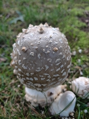Amanita brunnescens
