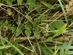 Coincya monensis puberula