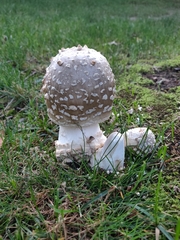 Amanita brunnescens