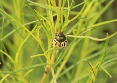 Leptinotarsa lineolata