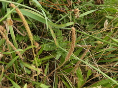 Coincya monensis puberula